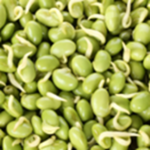 Lima Beans