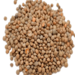 Brown Lentils