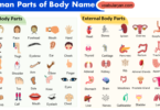 Human Parts of Body Name and their Functions in English