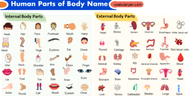 Human Parts of Body Name and their Functions in English