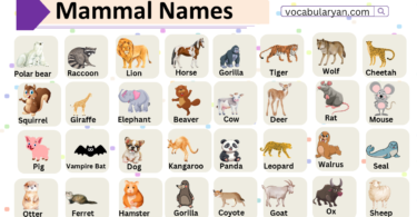 Mammal Names with Picture in English
