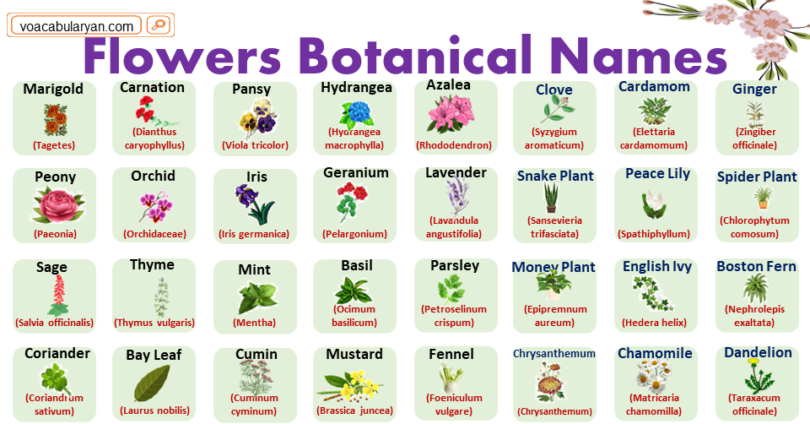 Flowers Botanical Names