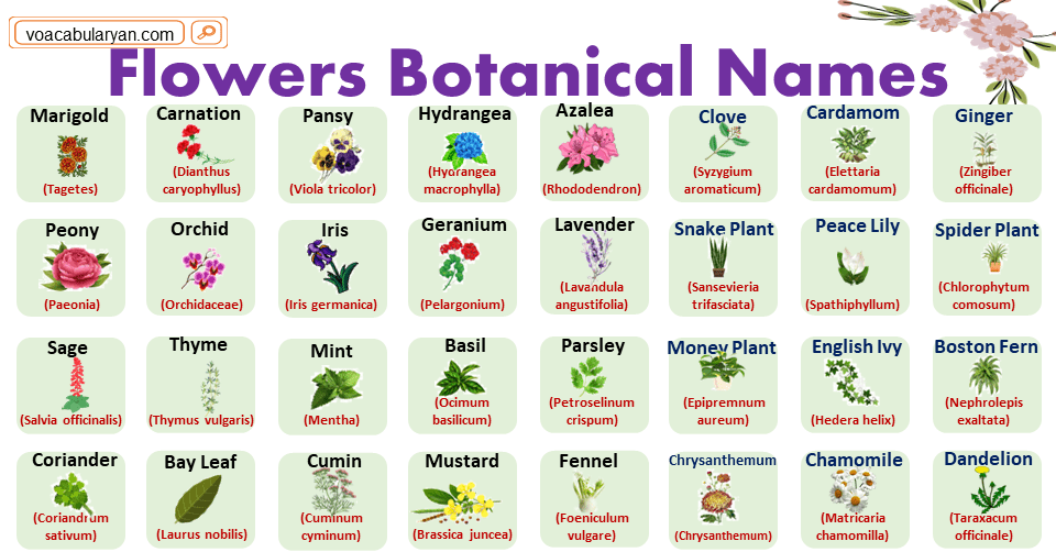 Flowers Botanical Names with English Names