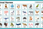 Common animals shown with their names, including lion, tiger, elephant, dog, cat, horse, cow, goat, giraffe, zebra, monkey, and rabbit