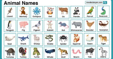 Animal vocabulary list for kids and ESL learners with pictures